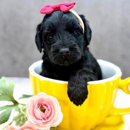 Aretha - Black female Australian Labradoodle puppy in Denton, Texas from Liberty Hill Labradoodles