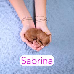 Sabrina - Red  female Goldendoodle puppy in Calhoun, Georgia from Happy Top Doodles