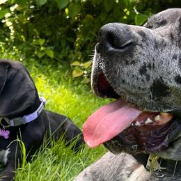 French Bulldogs and Great Danes from The Great French ( Great Danes + Frenchies )