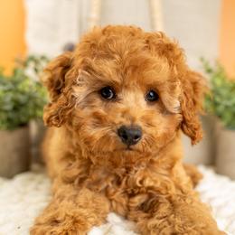 Finnegan - Red male Cavapoo puppy in Erda, Utah from Country Lane Doodles