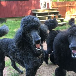 Poodle All Grown Up from Karesque Standard Poodles