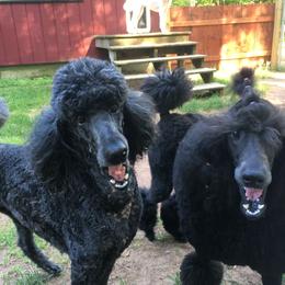Poodle All Grown Up from Karesque Standard Poodles
