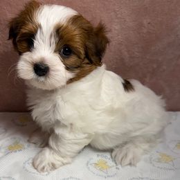 Pepper - Red male Havanese puppy in Maryville, Missouri from Dreamworks Havanese