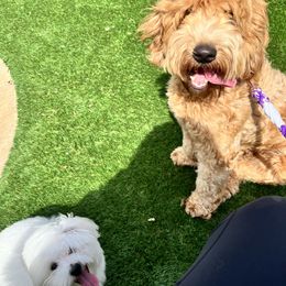 Snickers - Goldendoodle