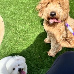 Snickers - Goldendoodle