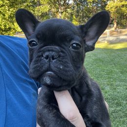 French Bulldog Puppies from Ayala’s