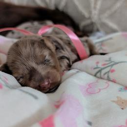 Kahlúa - Dapple female Dachshund puppy in Summerfield, Florida from Dachshundly Perfect
