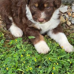 Cinch - Brown and white male Aussiedoodle puppy in Mount Clare, West Virginia from Pineview Farms Australian Shepherds