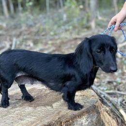 Piper - Dachshund
