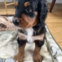 Bernedoodle Puppies from East Coast Bernedoodles
