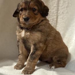 Airedale Terrier, Bernedoodle, and Bernese Mountain Dog Puppies from Beitzel Babies