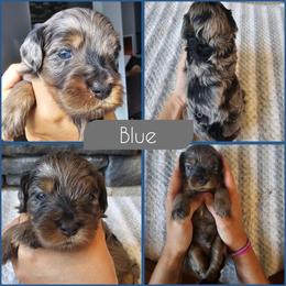 Blue - Merle male Cockapoo puppy in Zanesville, Ohio from Southtown Doodles LLC