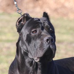 Waylon - Cane Corso