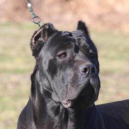 Waylon - Cane Corso