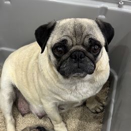 Kona - Pug