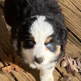 Sadie - Black tri female Miniature American Shepherd puppy in Harmony, North Carolina from Carolina Pride Aussies