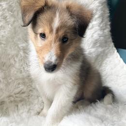 Shetland Sheepdog Puppies from Chas Petersen