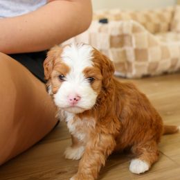 Aussiedoodle and Bernedoodle Puppies from Spring Mountain Doodles
