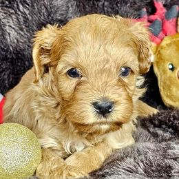 Red - CM0560 - Caramel red male Australian Labradoodle puppy in Easley, South Carolina from Royal Diamond Labradoodles