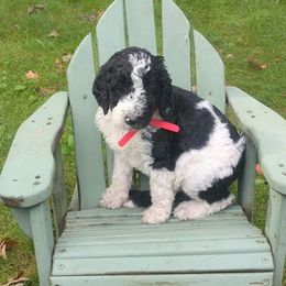 Claire - Parti female Poodle puppy in South Haven, Minnesota from Hidden Haven Poodles and Doodles