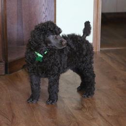 Poodle Puppies from RK'S Pets