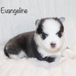 Girl 1 - Blue female Pomsky puppy in Denham Springs, Louisiana from Bayouland Pomskies