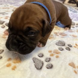 Boy 3 - Fawn male Boxer puppy in Fall River, Massachusetts from DaCosta’s Boxers