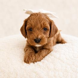 Mary - Red female Cavapoo puppy in Ephrata, Washington from Mustard Seed Doodle Co.