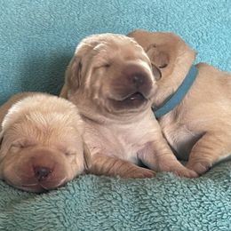 Puppy 3 - Yellow Labrador Retriever puppy in Beavercreek, Oregon from Sweetwater Spring Labradors