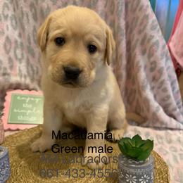 Macadamia - Yellow male Labrador Retriever puppy in Wittmann, Arizona from AM Labradors