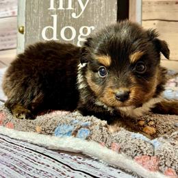 Candy tri female - Black tri female Miniature Australian Shepherd puppy in Lemon Cove, California from Magic Ranch Mini Aussies