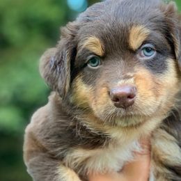 Australian Shepherds from Roscommon Australian Shepherds