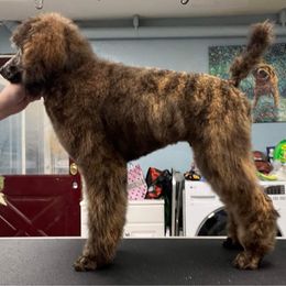 Poodle Puppies from Mount Mazama Kennels