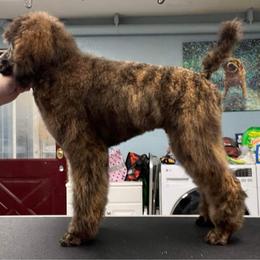 Poodle Puppies from Mount Mazama Kennels