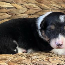 Coco - Black and tan female Pembroke Welsh Corgi puppy in Muldrow, Oklahoma from Dean’s Rustic Ranch Corgis and Horses