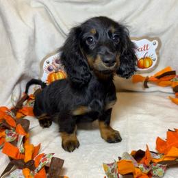 Annie - Black and tan female Dachshund puppy in Denham Springs, Louisiana from StoneWall Dachshunds