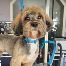 Pippi - Havanese