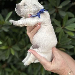 Golden Retriever Puppies from Sanctuary Ranch Goldens