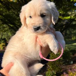 Girl 1 - Light golden female Golden Retriever puppy in Battleground, Washington from Brooklin Canine