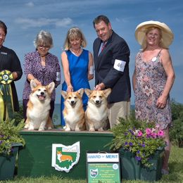Pembroke Welsh Corgi All Grown Up from Foxwood Corgis