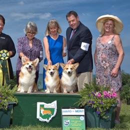 Pembroke Welsh Corgi All Grown Up from Foxwood Corgis