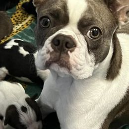 Boston Terriers from Joey's Family Texas Bostons