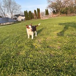 Mae Mae - Red & white female Miniature Australian Shepherd puppy in Urbana, Ohio from Polar Bear Farms