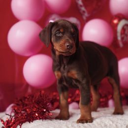 Doberman Pinscher and Labrador Retriever Puppies from GFDutton Retrievers & Dalla Grazia Dobermans