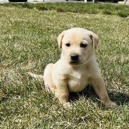 Coton de Tulear Puppies from Flourishing Family Farms