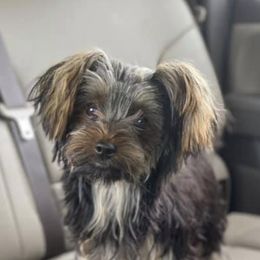 Yorkshire Terriers from Pretty Little Kennel