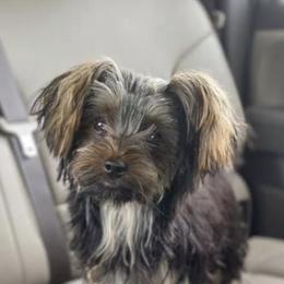 Yorkshire Terriers from Pretty Little Kennel