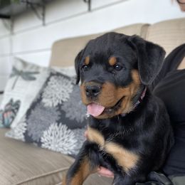 Girl 5 - Rottweiler puppy in Eaton Rapids, Michigan from The Rottweiler Haus