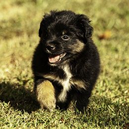 Boy 3 - Red tri-color male Miniature American Shepherd puppy in Franklinville, North Carolina from Fine Hill Miniature Americans