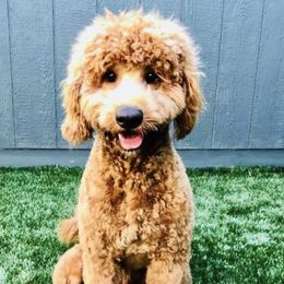 Harlow - Goldendoodle